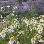 krutergarten juni 19